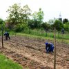 Winnice &raquo; Winnica Podlegórz